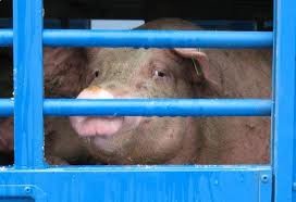 La Stampa del Tenino - Furti di Rame sulla Roma Lido