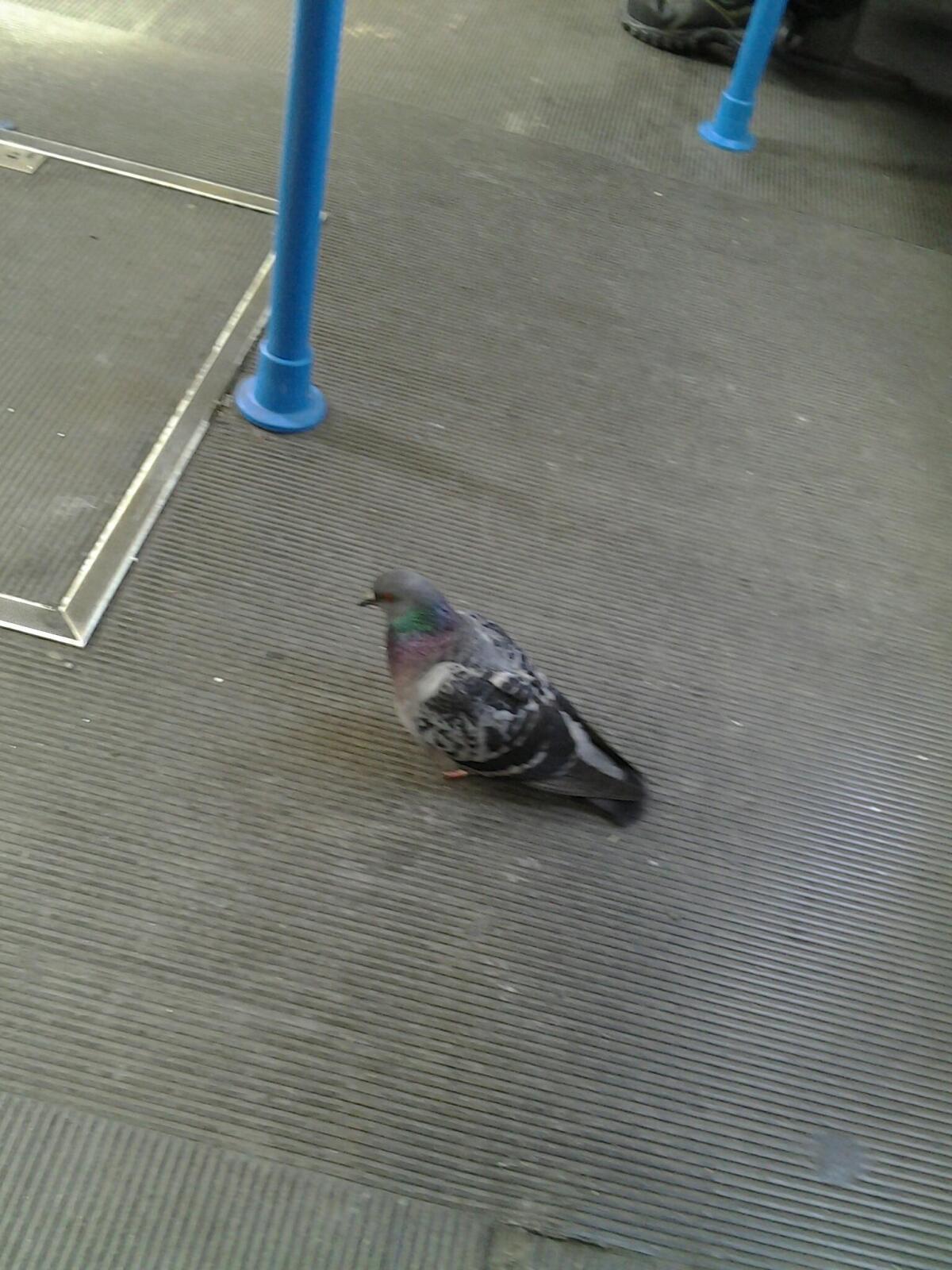 Ospiti particolari per la Roma-Lido - 