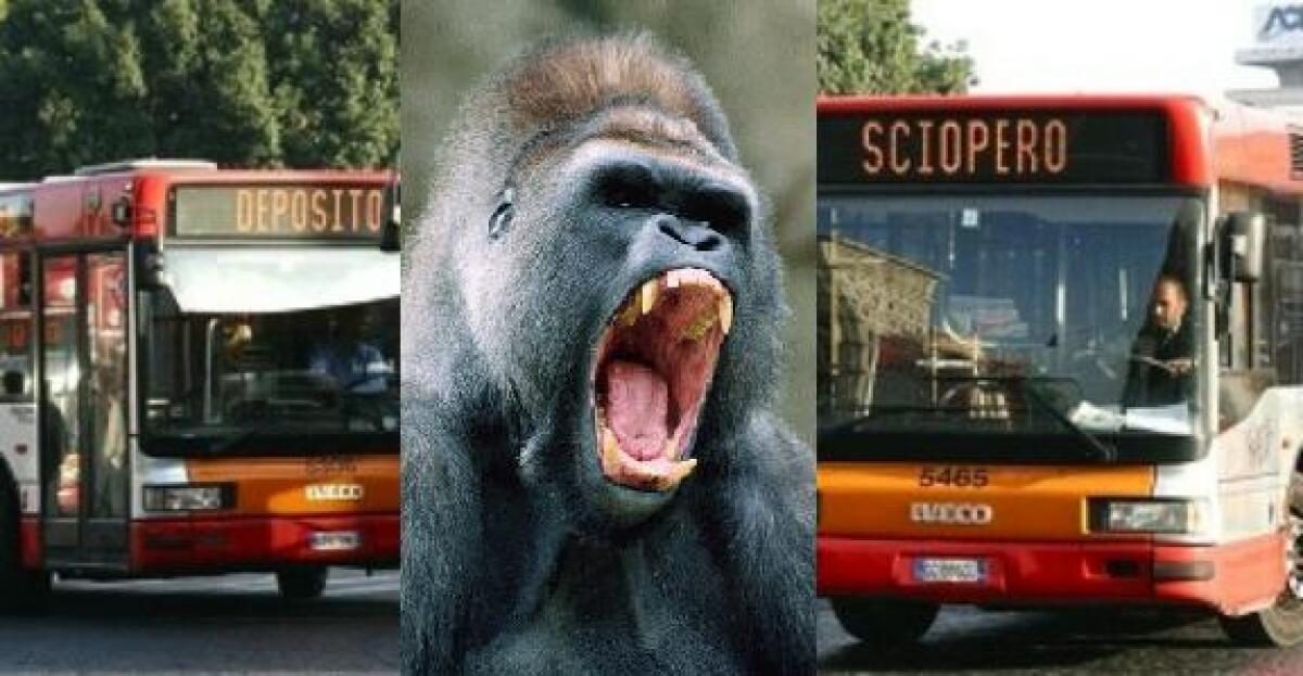 Voci dallo Sciopero in una giornata bestiale - 