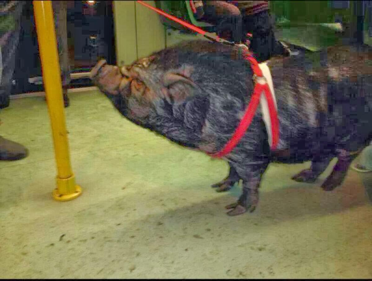 Accade sui mezzi pubblici a Roma - 