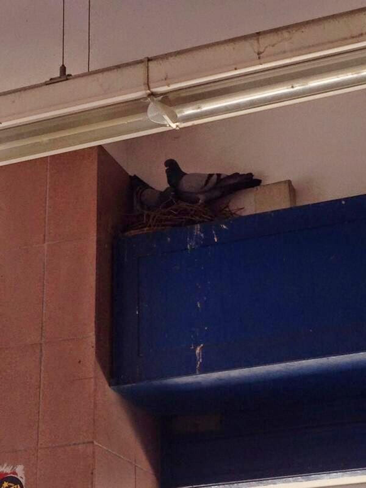 Nidifica anche tu sulla #RomaLido - 