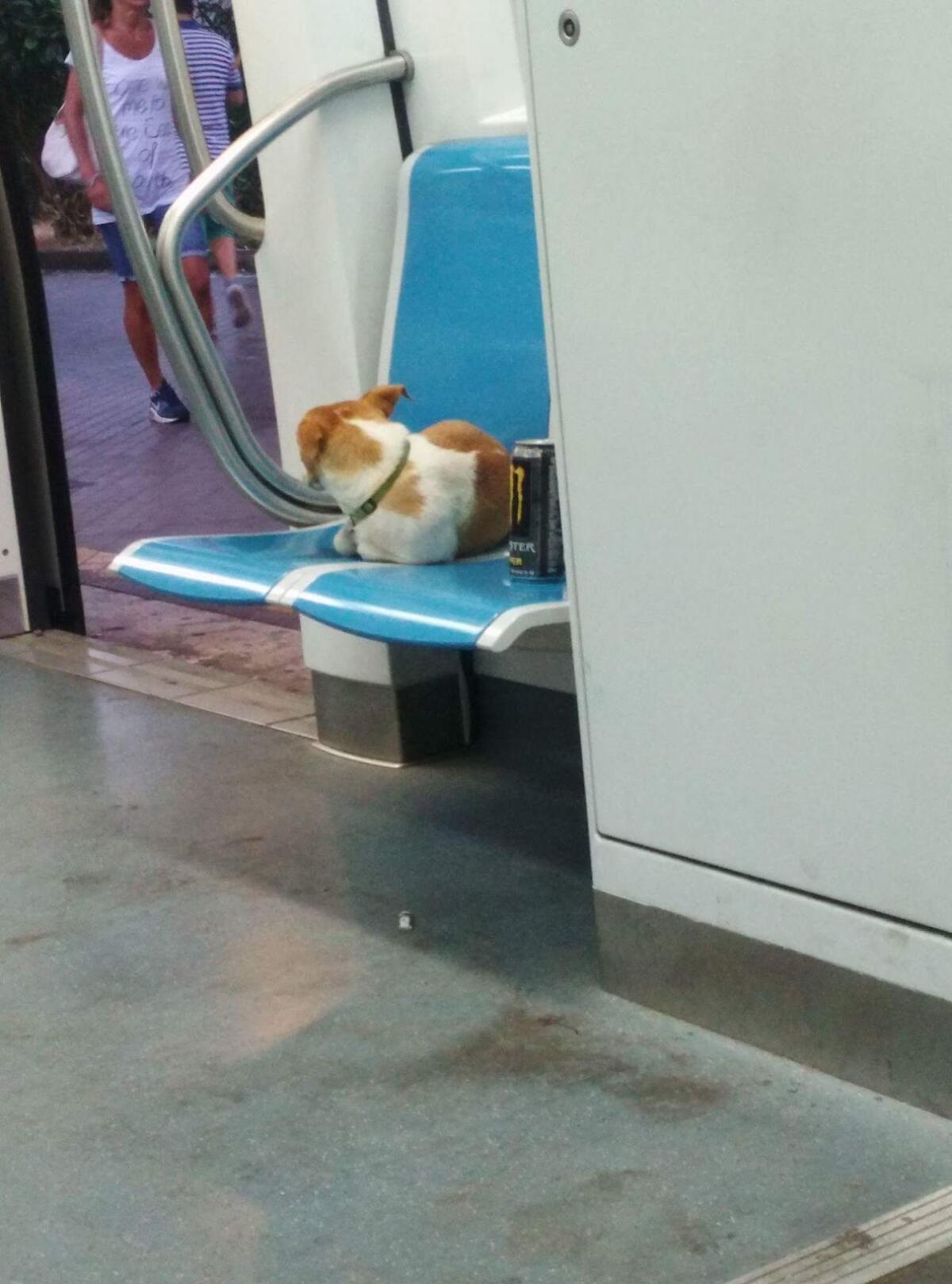 Nuovi paladini della #romalido  - 