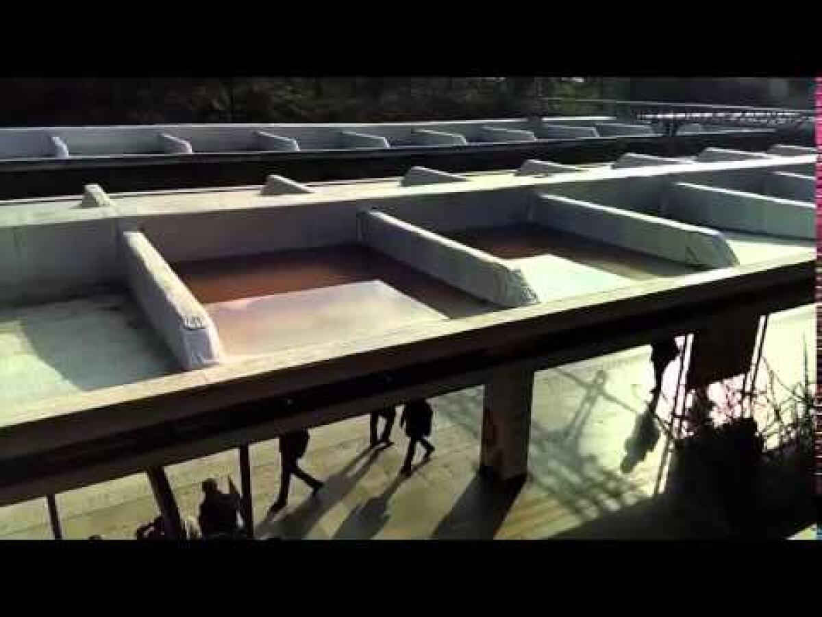 Siamo ponti ad ospitare paperelle a Piramide (video) - 