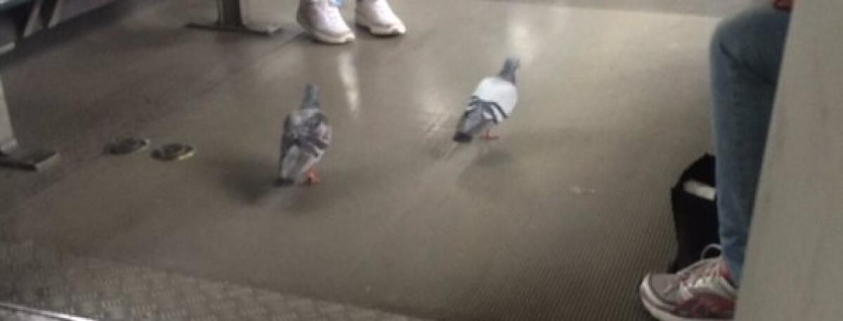 La Roma-Lido adesso - 