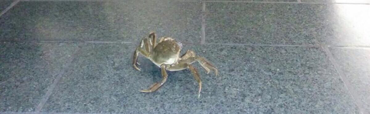 Aiuto mi è scappato il granchio! - 