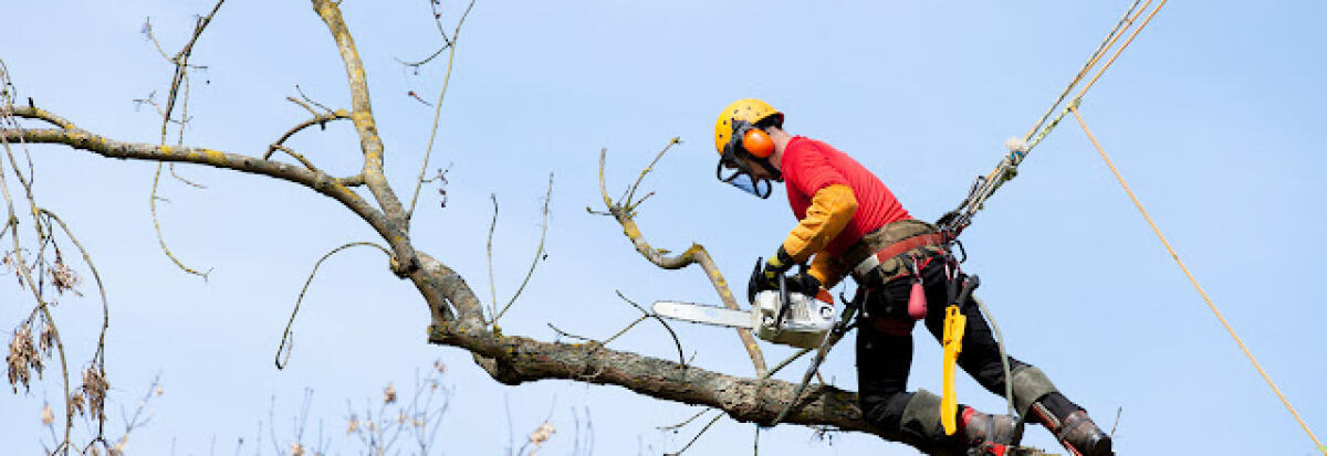 Sabato 29 Aprile limitazione linee tram 5-14-19 - 