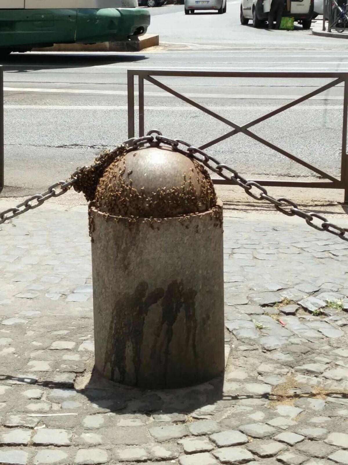 Api a Piazza Vittorio - 