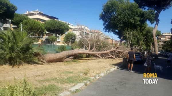 Albero+caduto+vicino+Roma-Lido+13+agosto+2017+2-2+RomaToday.jpg