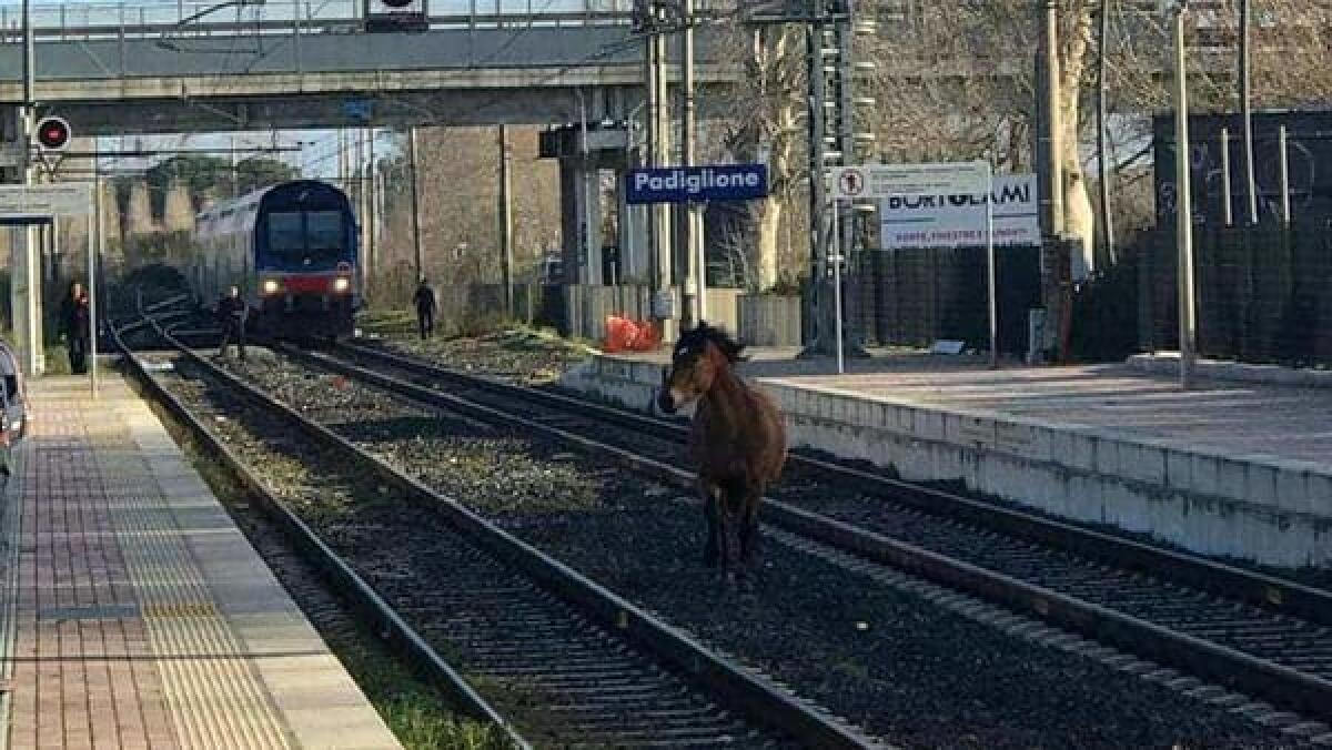 Un cavallo alla fermata del treno... - 