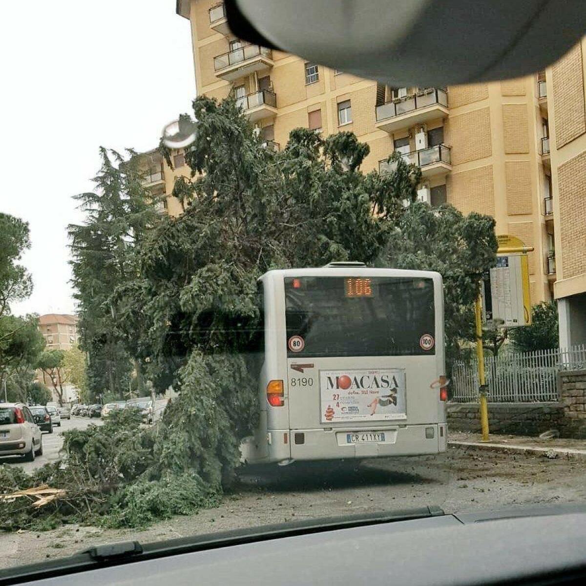 Gli mancava solo un albero addosso - 