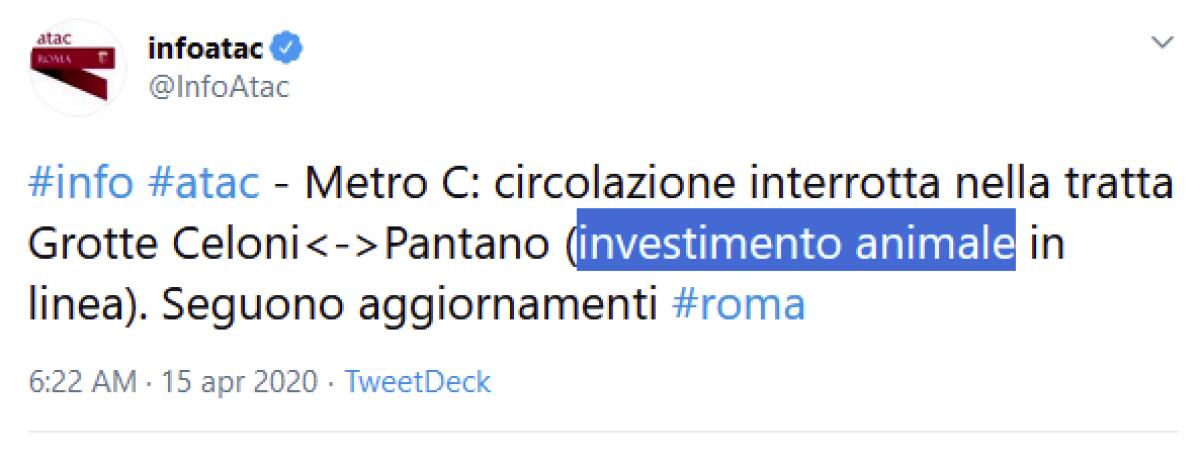 Nella giungla romana succede di tutto - 