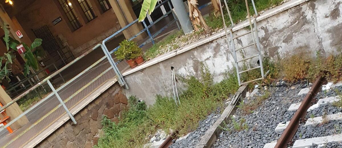 Le erbacce a Porta San Paolo - 