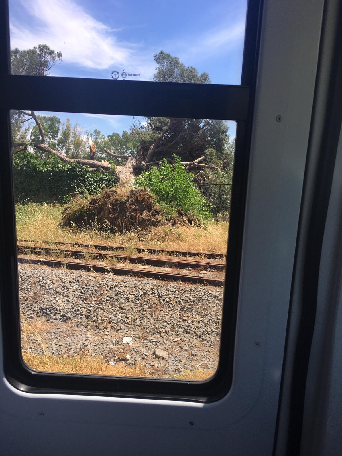 La Roma-Lido invasa dalla vegetazione - 