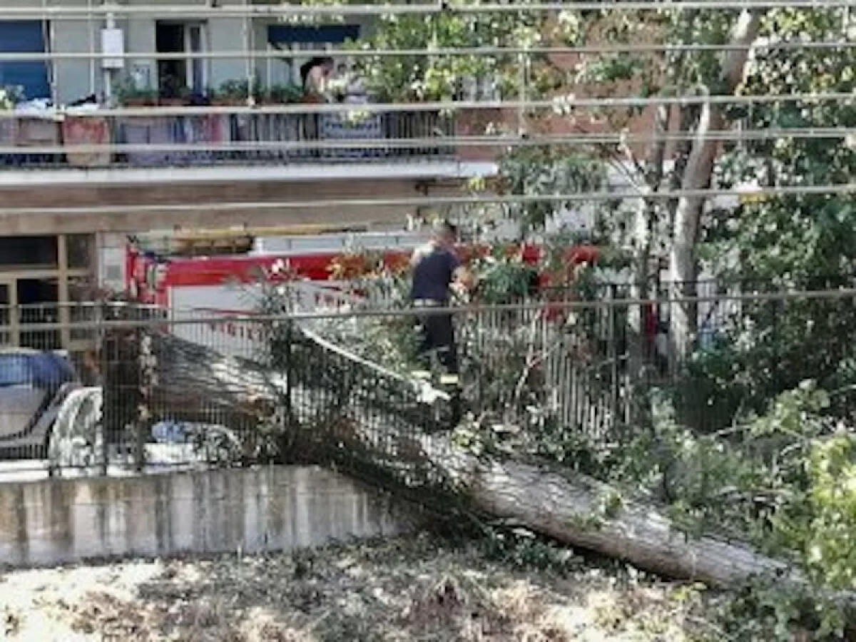 Caos sulla Roma-Lido: crolla un albero, treni in tilt - 