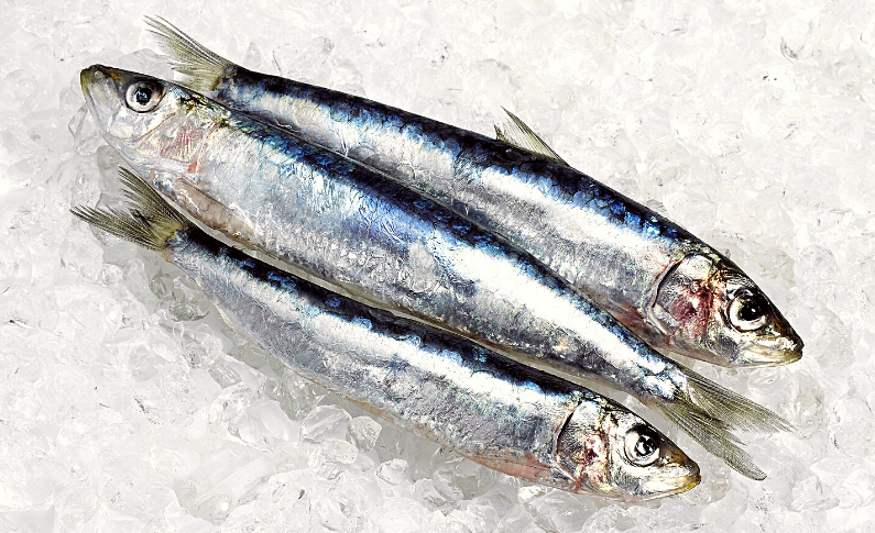 sardina.png