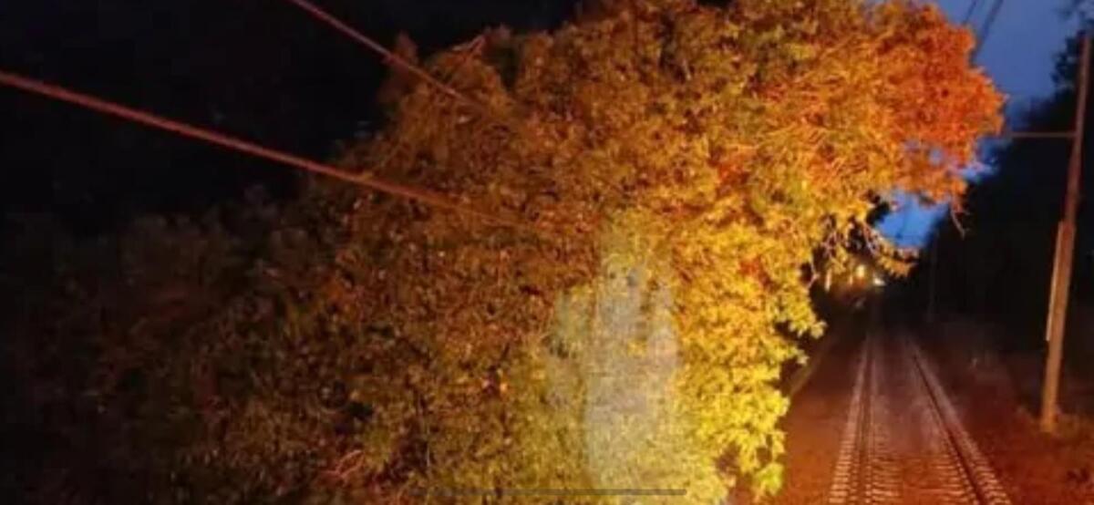 Roma-Lido: cade un albero sulla linea aerea - 