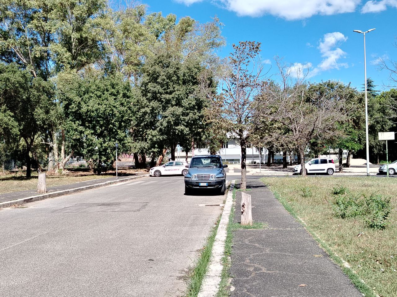 Roma-Lido: i comitati protestano contro l’abbattimento degli alberi ad Acilia Sud