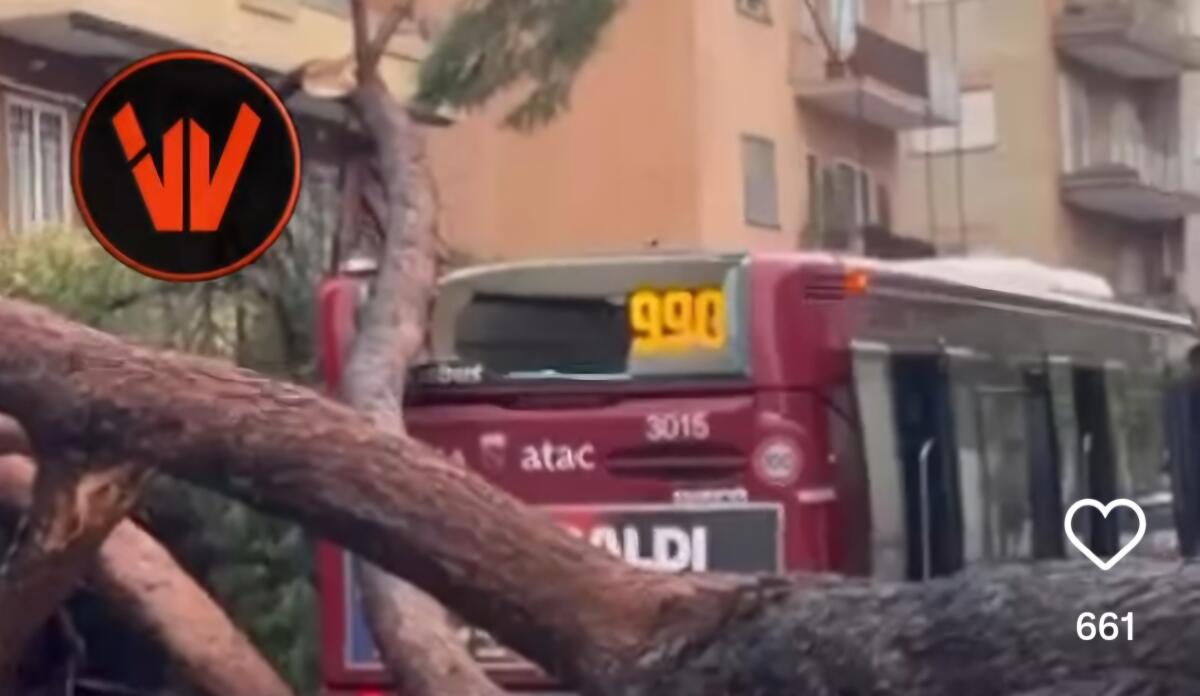 Autobus: cade un albero sul lunotto del 990 - 