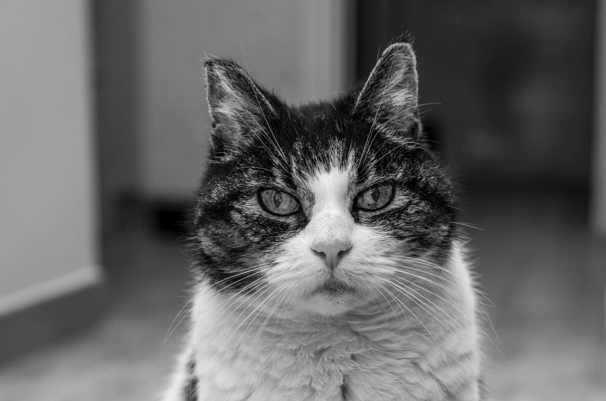 Roma-Lido: addio a Camilla, la gatta capostazione - 