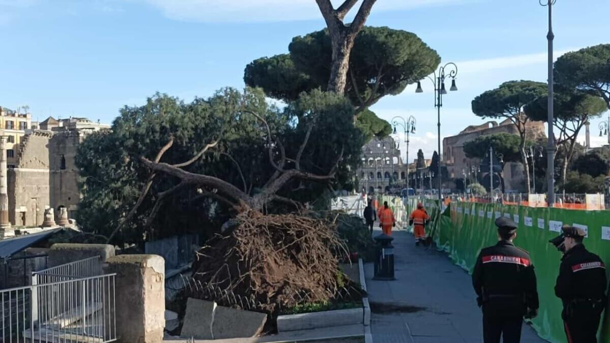 Fori Imperiali: strada chiusa una settimana per la rimozione del pino - 