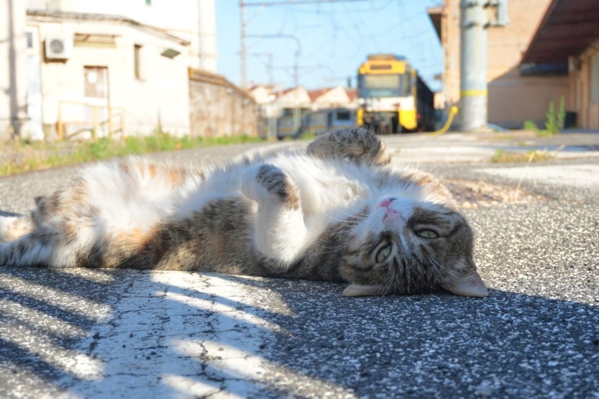 Storie dalla Casilina: il gatto Chopper - 